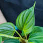 Philodendron Pastazanum Plant for sale in waterloo ontario