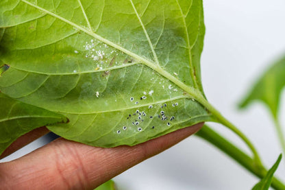 Battle of the Bugs: Master the Mealy Bug Informational Session