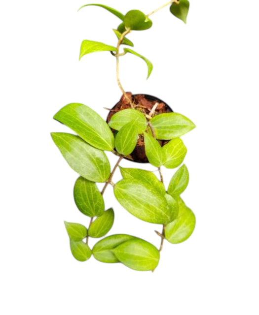Hoya Pre-Order
