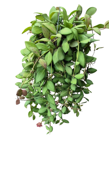Hoya Pre-Order