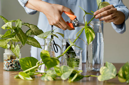 🪴 Propagation & Plant Care 101 Workshop – May 18