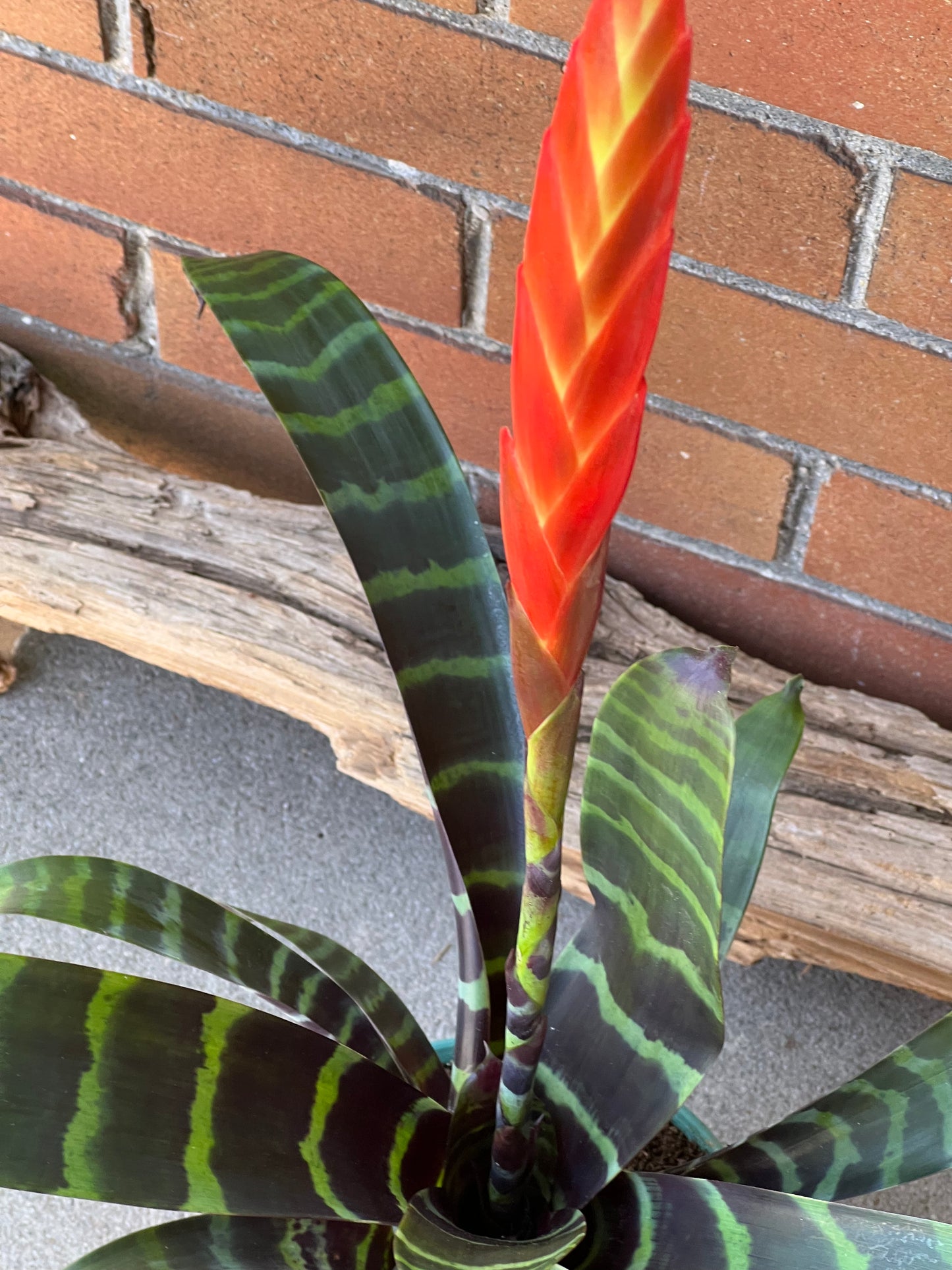 Bromeliad Flaming Sword