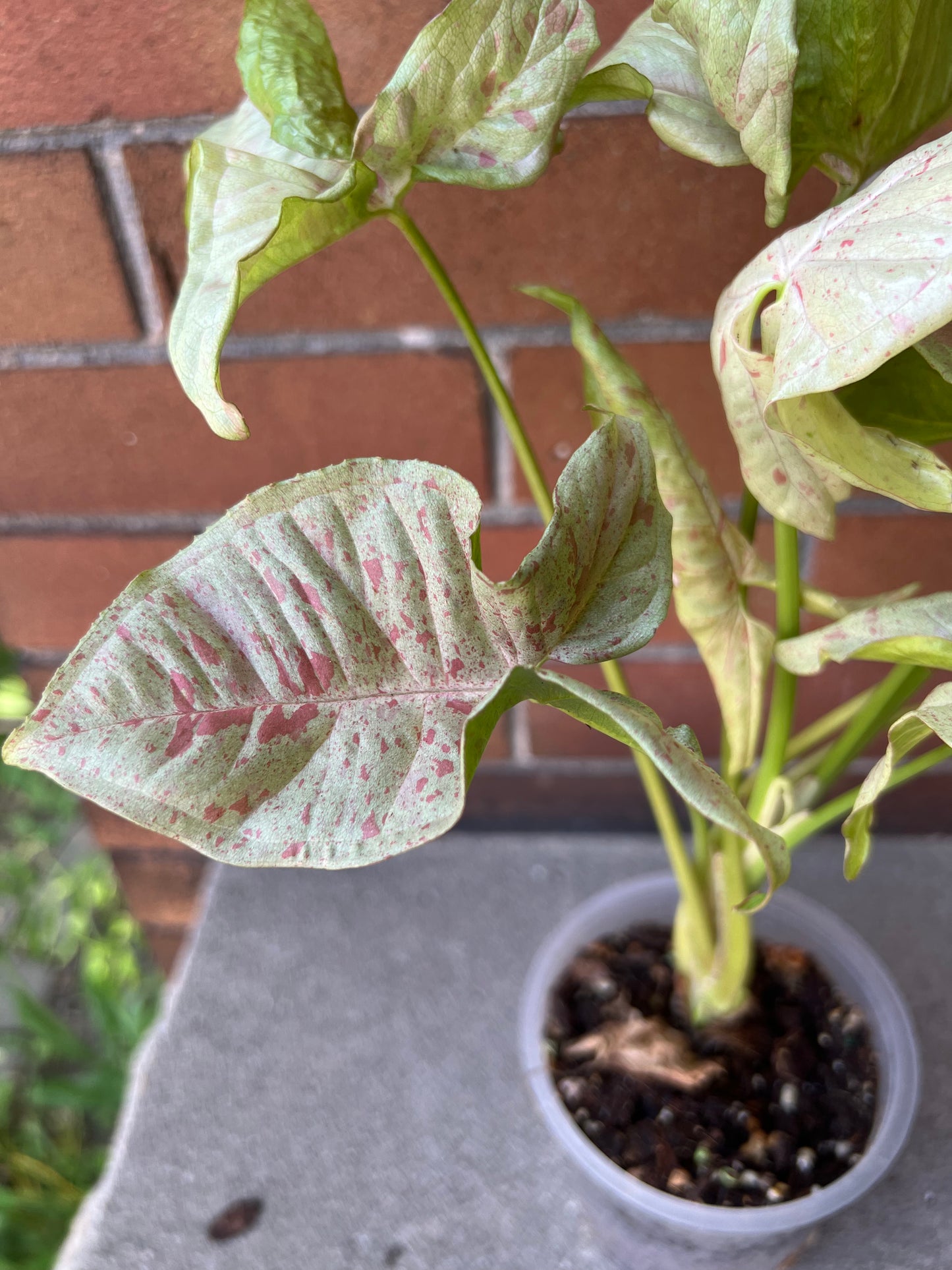 Syngonium Milk Confetti