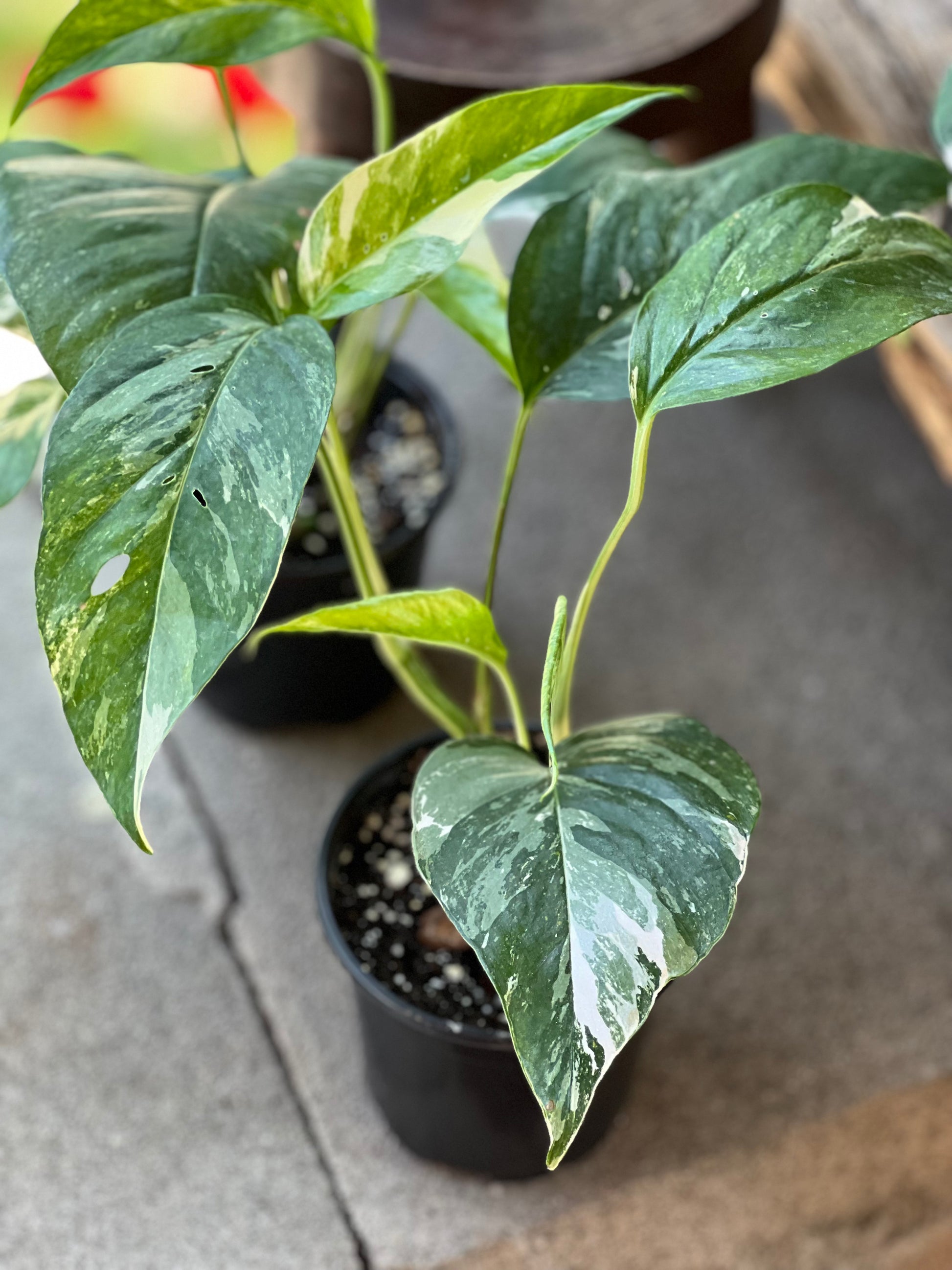 Epipremnum pinnatum albo variegata - Nusaplant