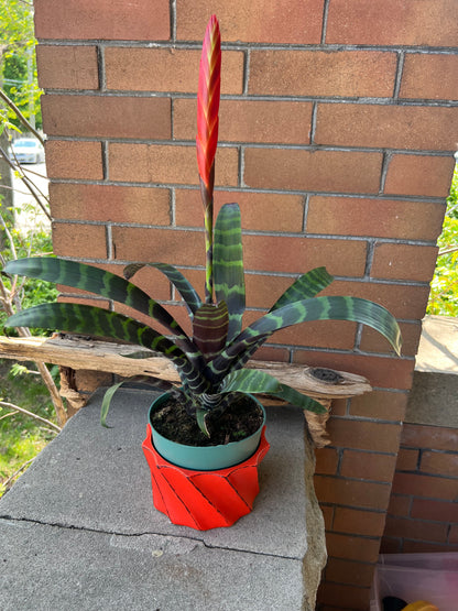 Bromeliad Flaming Sword