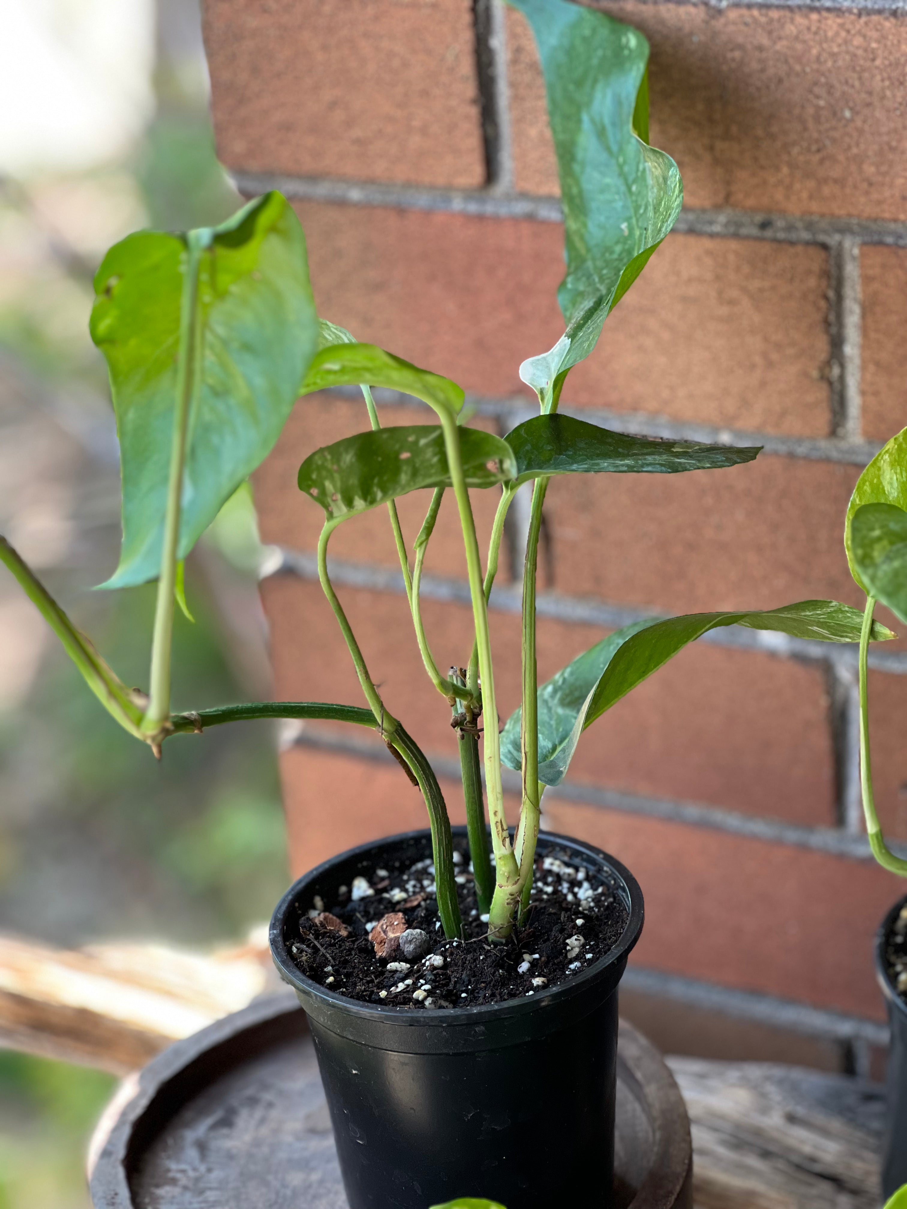 Epipremnum Pinnatum Albo Care - Sun, Water, Soil & Humidity – Gold Leaf ...