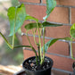 Epipremnum Pinnatum Albo