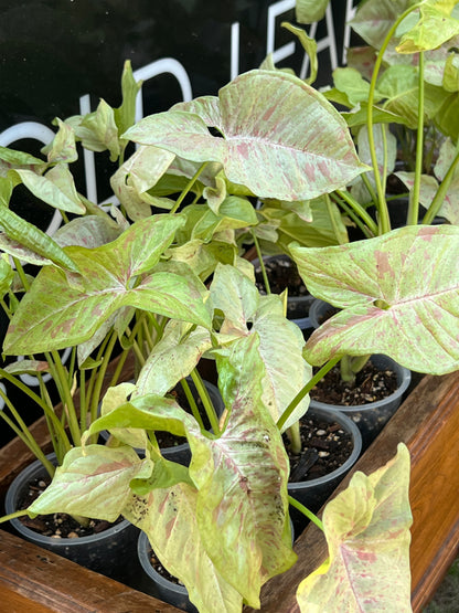 Syngonium Milk Confetti