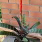 Bromeliad Flaming Sword