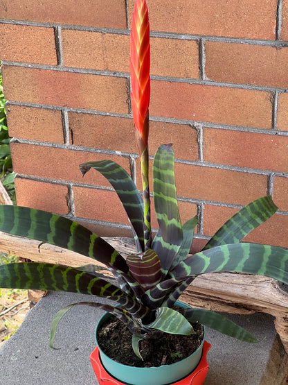 Bromeliad Flaming Sword