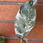Epipremnum Pinnatum Albo