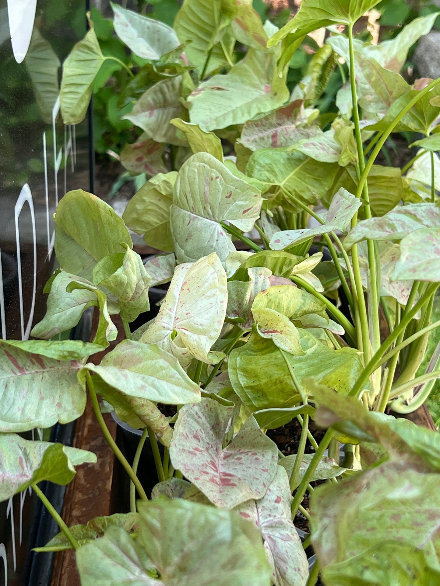 Syngonium Milk Confetti