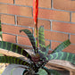 Bromeliad Flaming Sword