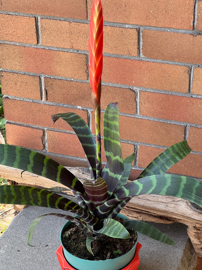 Bromeliad Flaming Sword