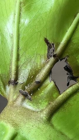 Battle of the Bugs: Mastering Thrips