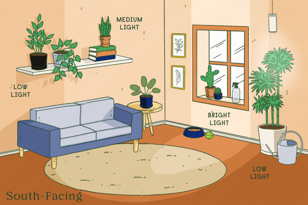 Lighting 101: Understanding Light for Thriving Houseplants