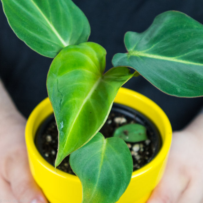 Philodendron Gloriosum