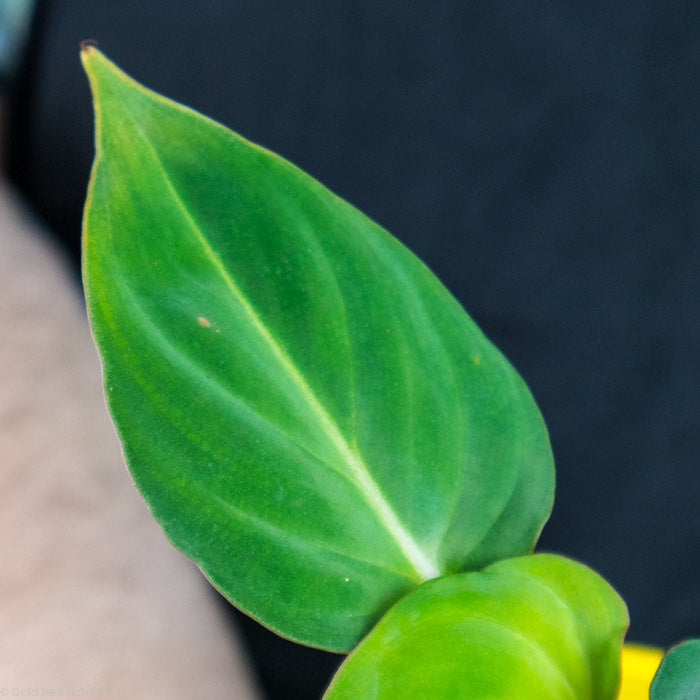 Philodendron Gloriosum