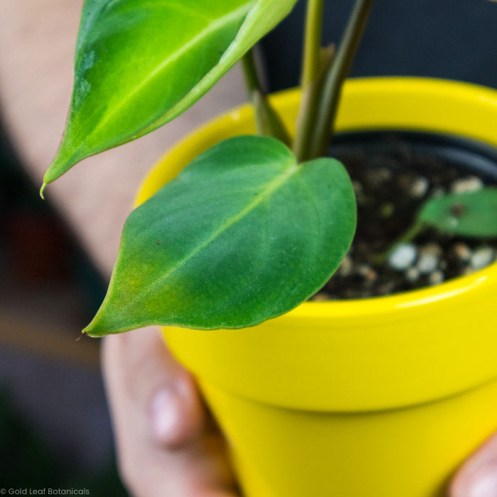 Philodendron Gloriosum