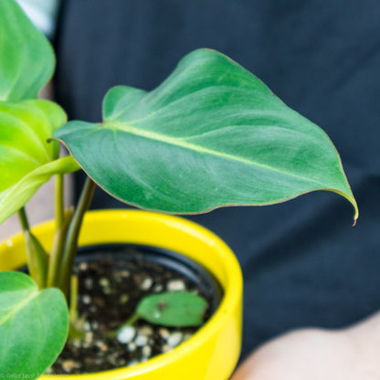 Philodendron Gloriosum