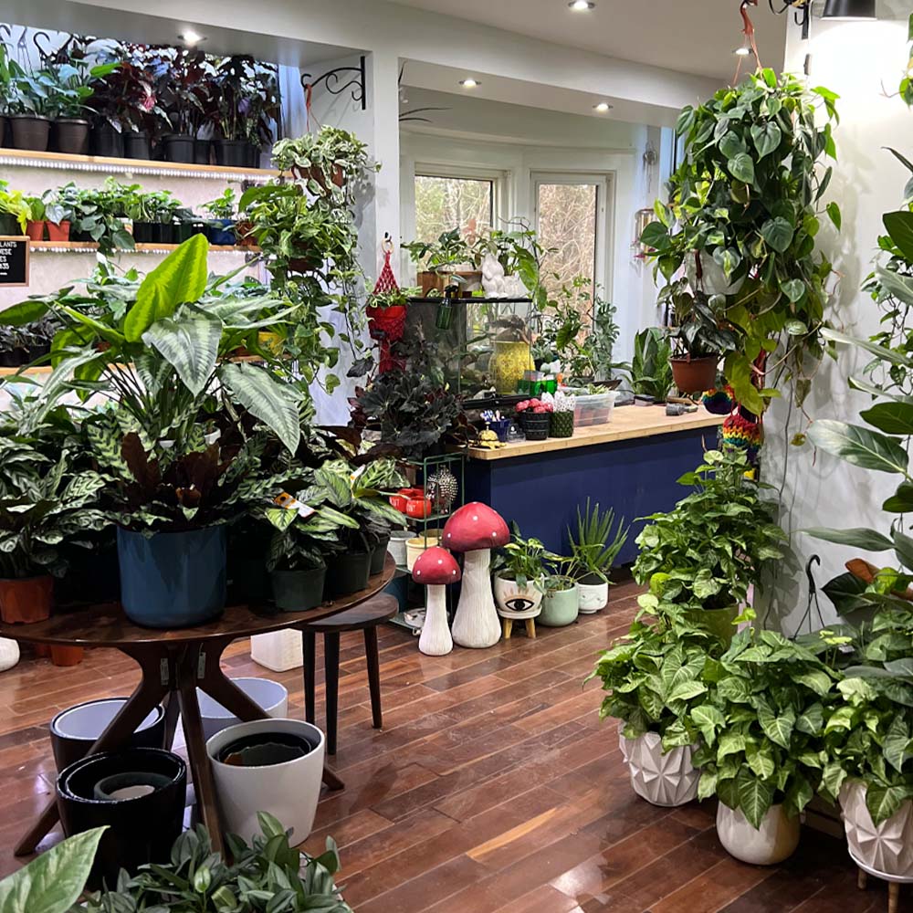 Inside of a plant shop in Waterloo Ontario, filled with house plants