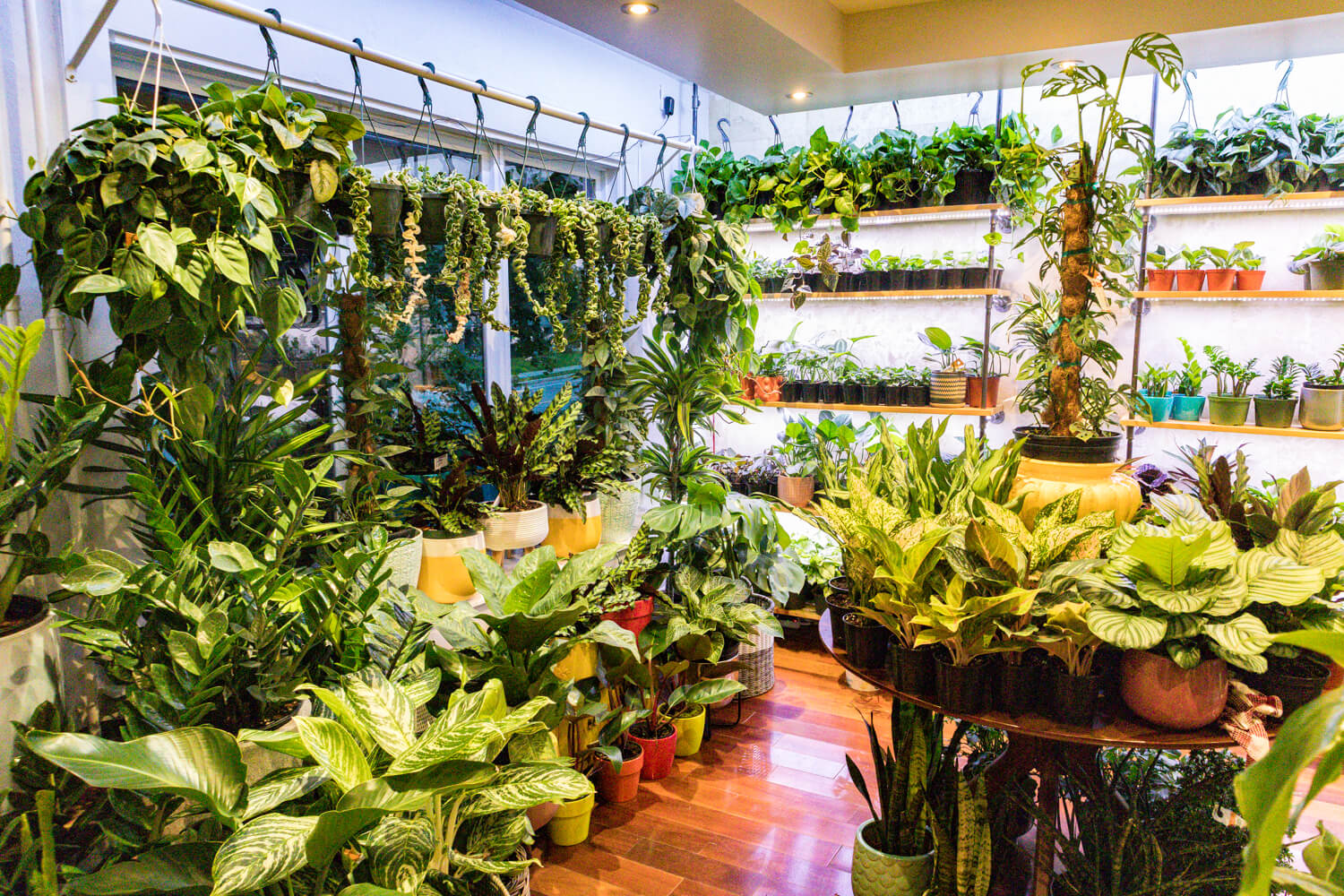 Inside a plant store in Waterloo Ontario