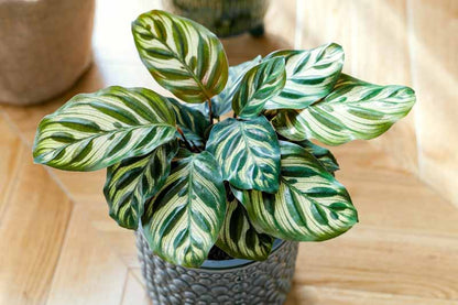 Calathea 101: Keeping Your Prayer Plants Beautiful
