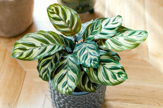 Calathea 101: Keeping Your Prayer Plants Beautiful