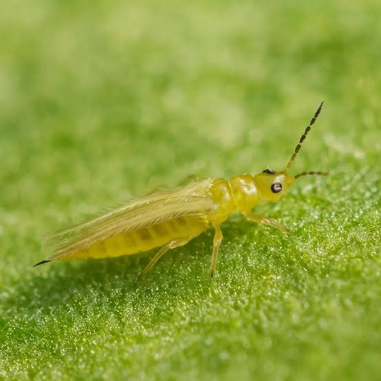 Battle of the Bugs: Mastering Thrips