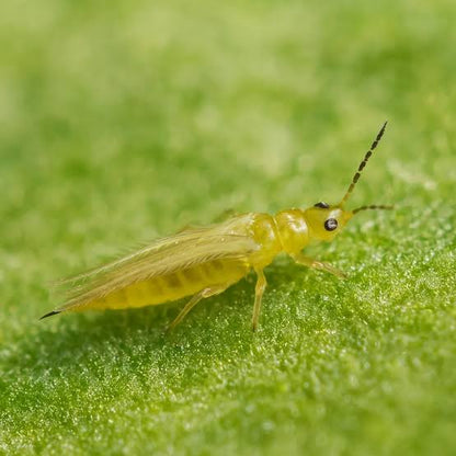 Battle of the Bugs: Mastering Thrips