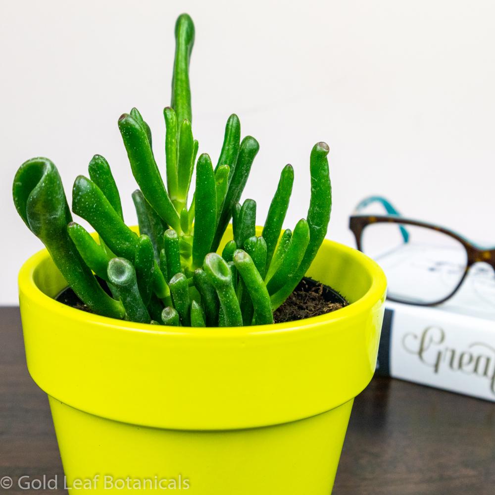 Pipe Jade "Hobbit" Plant - Gold Leaf Botanicals