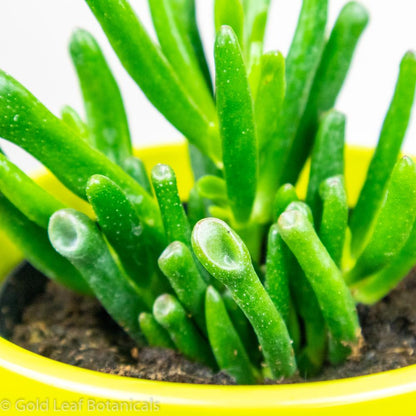 Pipe Jade "Hobbit" Plant - Gold Leaf Botanicals