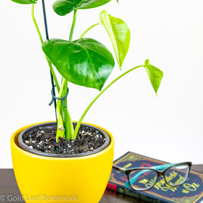 monstera plant toronto Monstera Deliciosa Care Guide: Sunlight, Watering, Soil, and More – Gold Leaf Botanicals