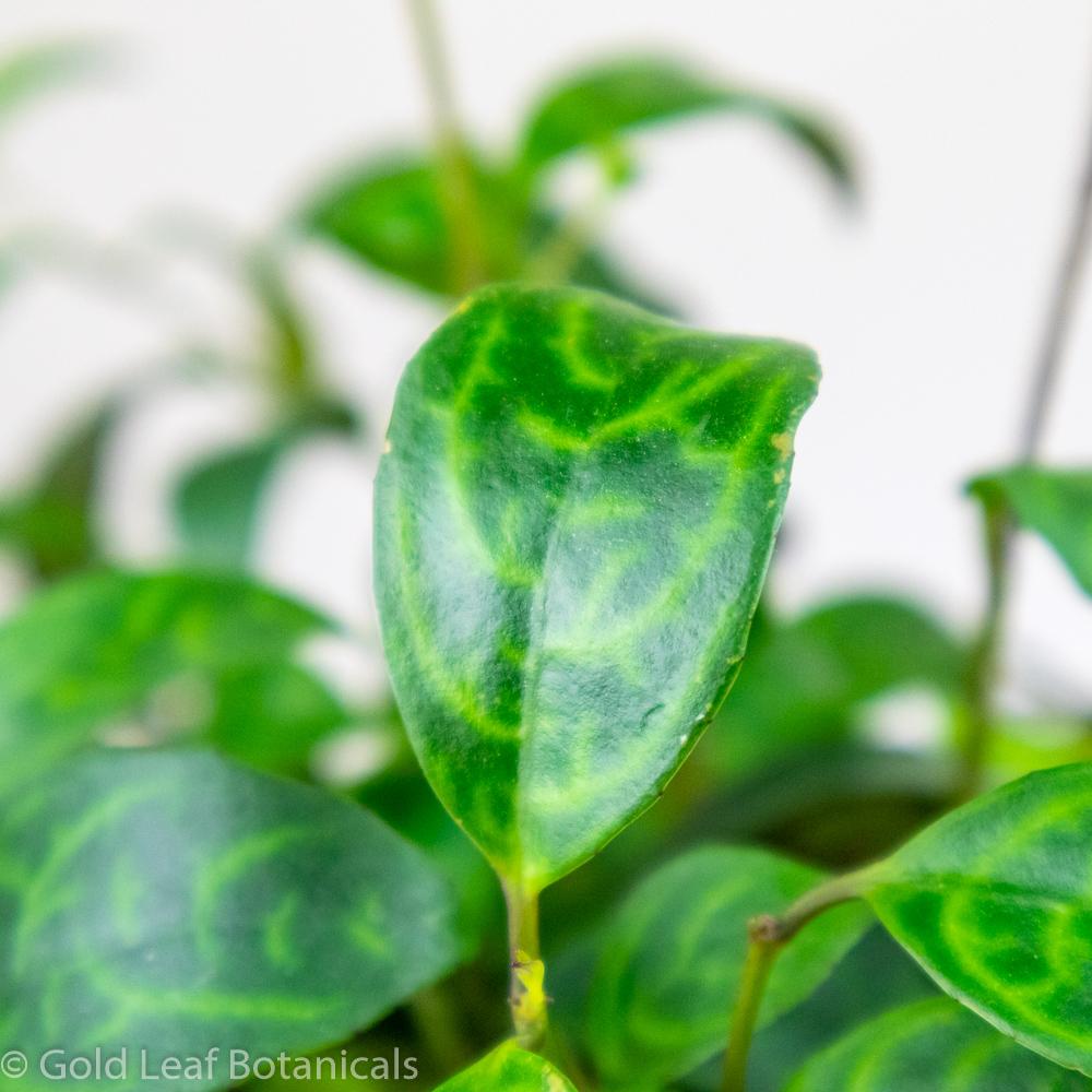 Zebra Vine Ontario Canada