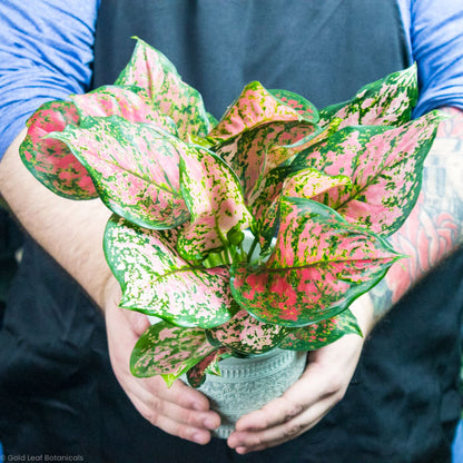 aglaonema anyanmanee Aglaonema Anyamanee Care