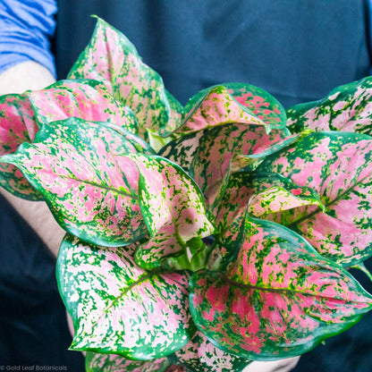 aglaonema anyamanee pets Aglaonema Anyamanee Care