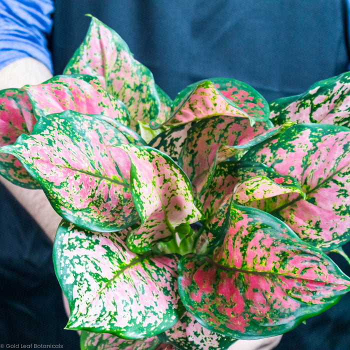 Aglaonema Anyamanee