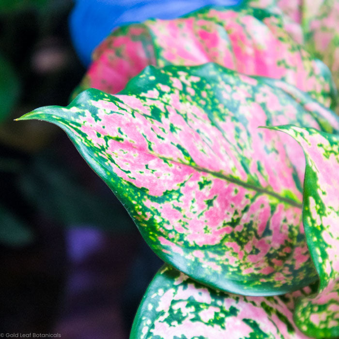 Aglaonema Anyamanee