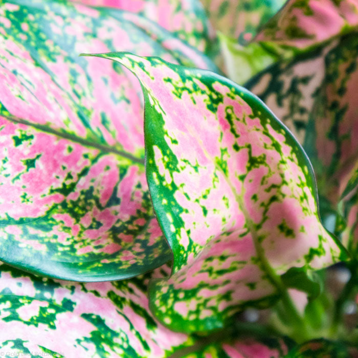 Aglaonema Anyamanee