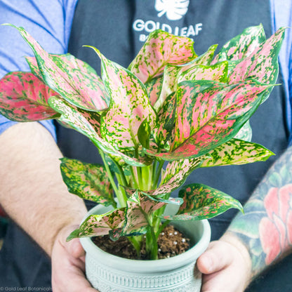 Aglaonema Anyamanee