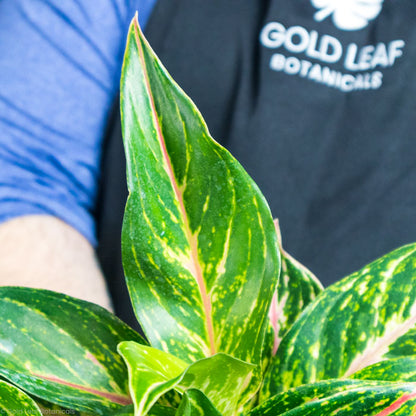 aglaonema gemini supreme Aglaonema Dazzling Gem Care