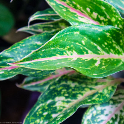 Aglaonema Dazzling Gem