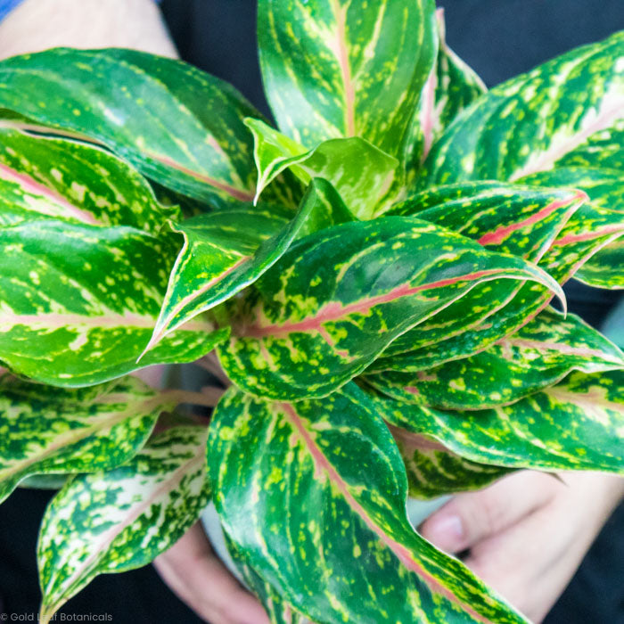 Aglaonema Dazzling Gem