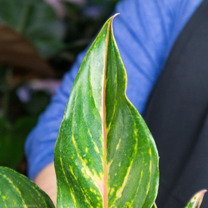 Aglaonema Dazzling Gem