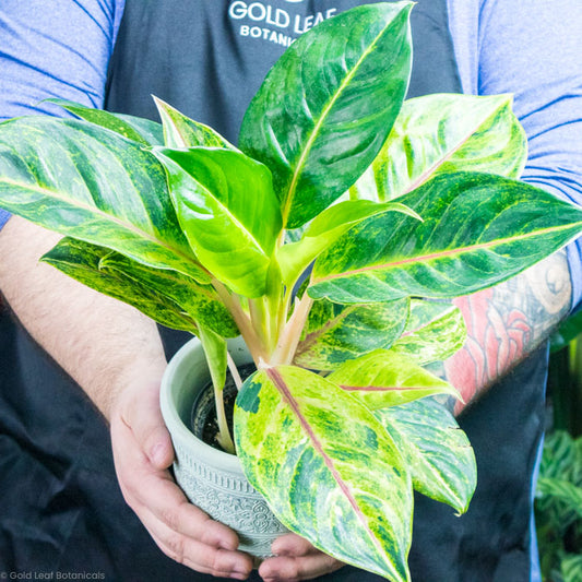 Aglaonema Green Papaya
