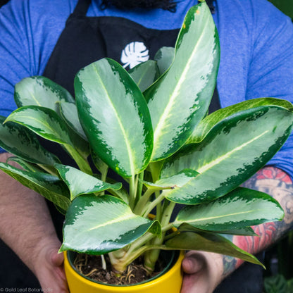 aglaonema hybrids Aglaonema Green Yellow Hybrid Care