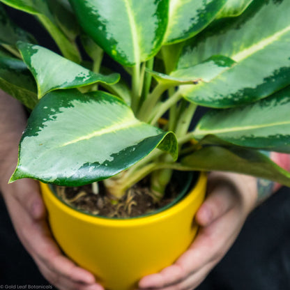 aglaonema yellow varieties Aglaonema Green Yellow Hybrid Care