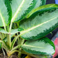 Aglaonema Green / Yellow Hybrid