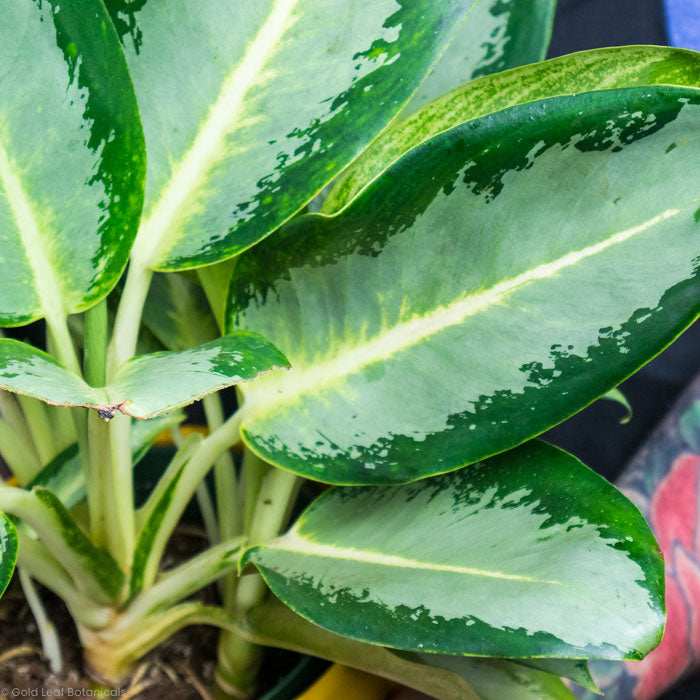 Aglaonema Green / Yellow Hybrid