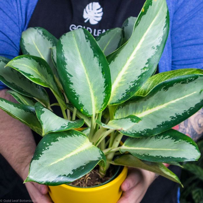 Aglaonema Green / Yellow Hybrid